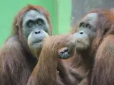 Orangután zoo Santillana