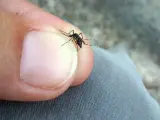 Un mosquito tigre posado en el dedo de una persona adulta.