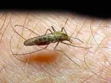 Mosquito de la malaria.
