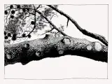 En 'Pines' ('Pinos'), Hewlett dibuja a gran tamaño detalles de árboles, con troncos, ramas y frutos contenedores de tramas y volutas