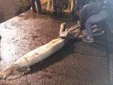 Dos pescadores capturaron un calamar de 150 kilos y 10 metros de longitud en el caladero de El Cudillo (Asturias)