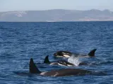 Orcas en el Estrecho de Gibraltar