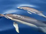 Delfines en aguas gibraltareñas.