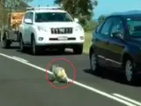 Caos en una carretera australiana por culpa de un koala que apareció delante de un coche y le obligó a parar a él y a todos los que venían detrás.