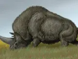Una recreación de cómo debió ser el Elasmotherium Sibiricum, o Unicornio de Siberia.