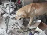 Dayko, el perro labrador que murió en Ecuador tras participar en las tareas de rescate tras el terremoto.
