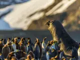 Ejemplar de elefante marino (Mirounga leonina) en una colonia de pingüino emperador.