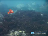 El cambio climático desahucia a Nemo