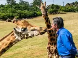Miguel Ángel Revilla dando de desayunar a una jirafa.