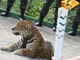 La petición "Justicia para Juma" quiere reunir 150mil firmantes tras la polémica muerte del Jaguar.