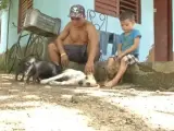Una perra cubana, madre adoptiva de unos cerditos.