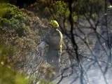 Bomberos durante las labores de extinción del incendio forestal en la zona menorquina de Coves Noves, en Arenal d'en Castell.