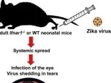 Gráfico del estudio realizado por investigadores estadounidenses sobre el desarrollo del virus del zika en las lágrimas de ratones.