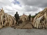 Varios agentes del Servicio de Conservación de la Fauna keniana y de vigilancia aduanera patrullan junto a algunas de las incautaciones de marfil (decenas de colmillos de elefante), en el Parque Nacional de Nairobi (Kenia).