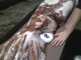 Fotografía facilitada por Cepesma (Coordinadora para el Estudio y la Protección de las Especies Marinas) de una cría de calamar gigante de unos 105 kilos de peso que unos vecinos han hallado flotando en aguas de la playa de Bares,