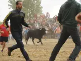El toro 'Pelado' corriendo por uno de los campos, a las afueras de Tordesillas, durante el Toro de la Peña 2016.
