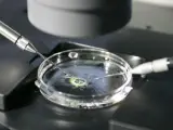Momento de la fecundación in vitro de un óvulo.