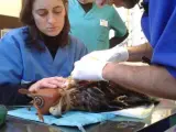 Veterinarios de GREFA atienden un ejemplar de águila Imperial