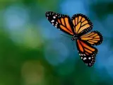 La mariposa monarca.