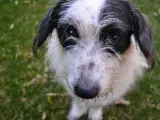 Cuando un perro tiene cara de 'culpable', es más bien que tiene miedo.