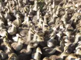 Imagen de un grupo de polluelos de patos y ocas.