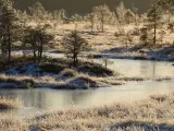 Los bosques de Riisa en pleno invierno.