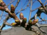Estado de floración de los cerezos del Jerte a 10 de marzo