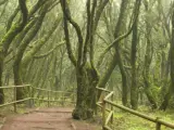 La laurisilva hace de este bosque un ecosistema &uacute;nico en el mundo.