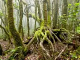 Cada 21 de marzo se celebra el Día Internacional de los Bosques.