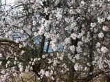 Un cerezo en flor en el parque natural de los Calares del río Mundo, cerca del municipio Molínicos, en la sierra del Segura (Albacete). La floración de estos árboles es algo inusual a estas alturas del invierno y se debe a las altas temperaturas reinantes en la zona.