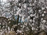 Un cerezo en flor en el parque natural de los Calares del r&iacute;o Mundo, cerca del municipio Mol&iacute;nicos, en la sierra del Segura (Albacete). La floraci&oacute;n de estos &aacute;rboles es algo inusual a estas alturas del invierno y se debe a las altas temperaturas reinantes en la zona.