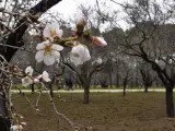 Almendros en flor en la Quinta de los Molinos de Madrid.