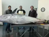 Ejemplar de atún rojo pescado esta semana por pescadores de Tenerife