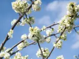 Cerezos en flor del Valle del Jerte