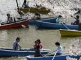 Parejas y familias disfrutan de un paseo en barca bajo las ramas de varios cerezos en flor en el lago Chidorigafuchi en Tokio (Japón).