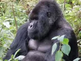 Un macho adulto de gorila de montaña