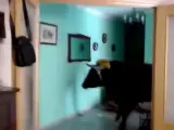 Un toro entra en una casa en pleno encierro en un pueblo de Valencia.