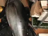 Atún rojo málaga marbella decomiso pesca 111 kilos puerto banús furtivo pesca