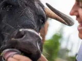 160.000 firmas piden en la plataforma Change.org el indulto de la vaca de lidia Margarita, que podría ser sacrificada en una finca de Tortosa (Tarragona) por estar inscrita como ganado tal y como marca la legislación europea.