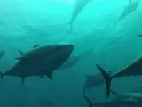 Piscina de engorde de atún rojo