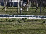 Un grupo de cotorras argentinas en la Casa de Campo de la capital.