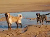 Perros en la playa.
