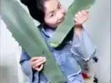 La 'vlogger' china Sra. Zhang se envenena al comer una planta que creía que era aloe vera.
