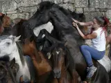 Una "aloitadora" intenta derribar a los caballos salvajes reunidos en un "curro" para cortarles las crines, durante la Rapa das Bestas 2017.