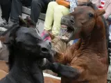 Dos "garañones" o caballos salvajes, pelean entre sí reunidos en un "curro" por los mozos del pueblo que muestran su fuerza derribándolos para cortarles las crines, en la popular Rapa das Bestas.