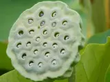 Fruto de nelumbo nucífera.