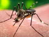 Una imagen del mosquito Aedes aegypti.
