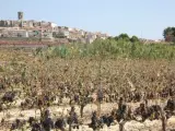 Imagen del municipio de Batea, Tarragona.