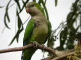 Cotorra argentina, una especie invasora que coloniza España.