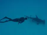 Michael Phelps en la Discovery Shark Week, nadando entre tiburones.